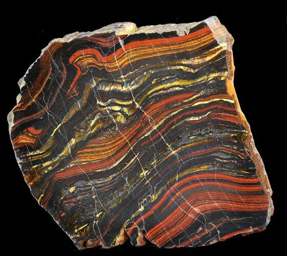 Polished Tiger Iron Stromatolite - ( Billion Years) #42592